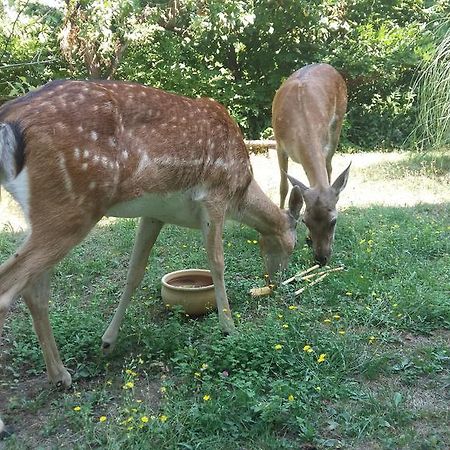 Cascina Bricco Apartment Ovada Bagian luar foto